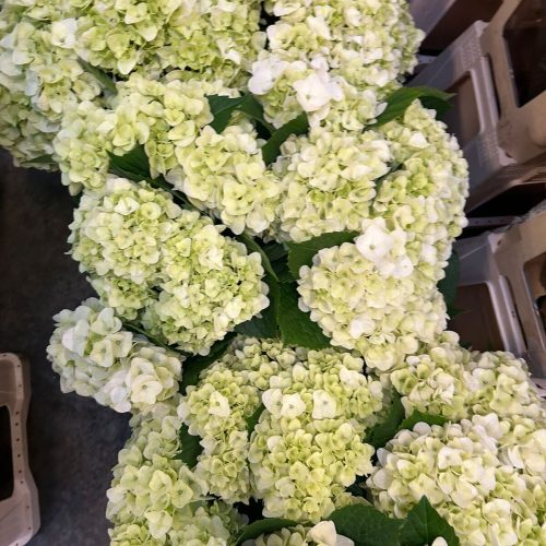 Hortensie : Hydrangea