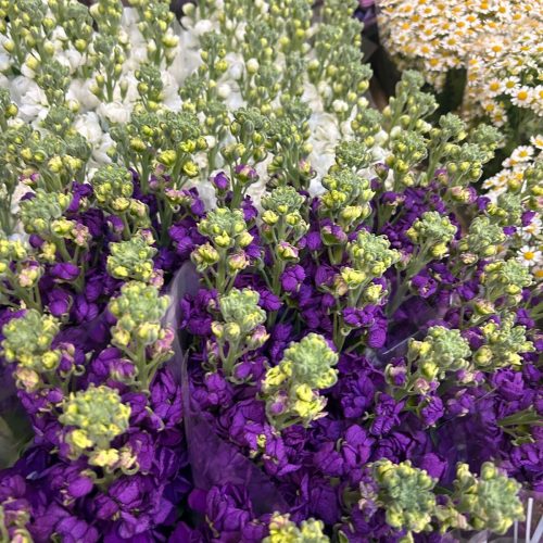 Levkoje : Matthiola