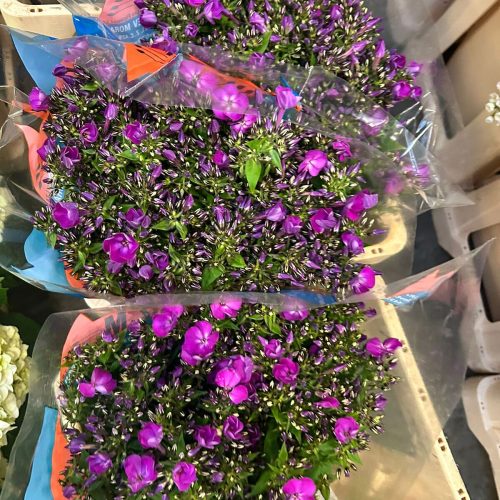 Phlox Flammenblume