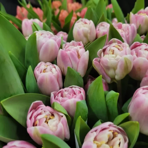 Tulpen