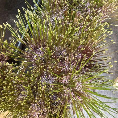 Zierlauch : Allium in Knospe