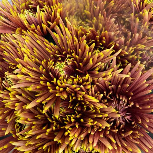 herbstblumen1