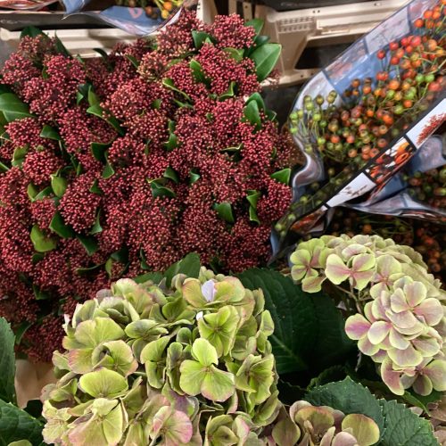 hortensie_skimia_berrenmix