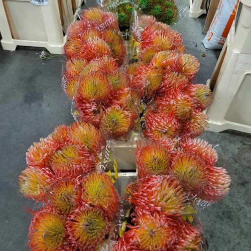 leucospermum_orange_rot