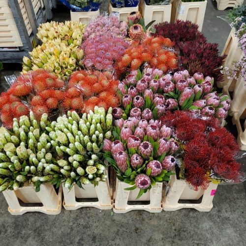 protea_leucospermum_mix