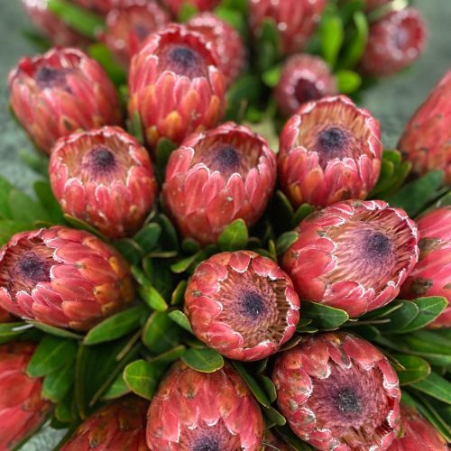 protea_rosa