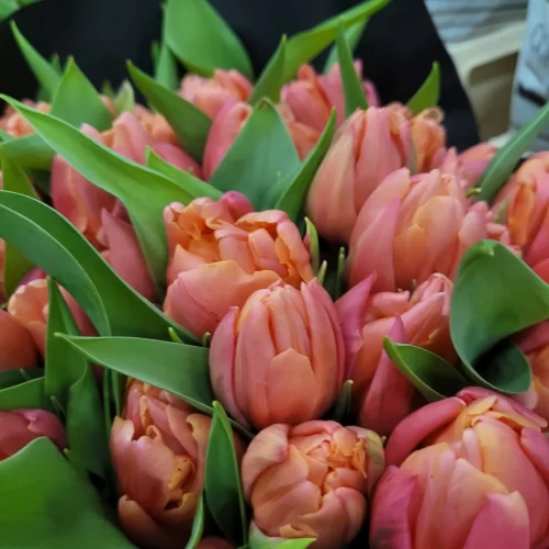 rosefarbendetulpen