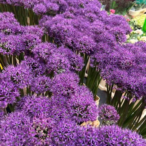 zierlauch-allium-violett